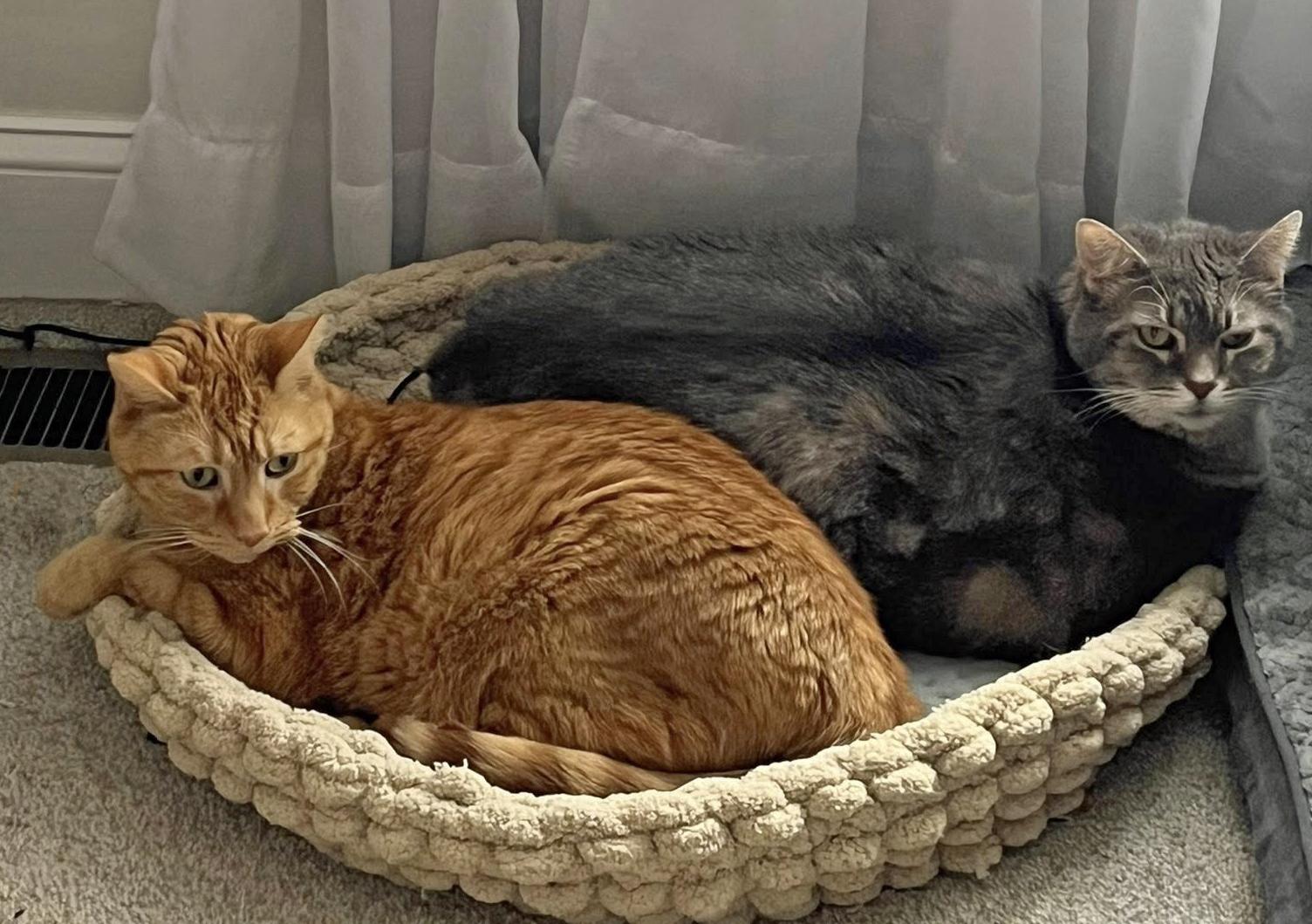 Enlarge Parker (m) & Luna (f) - Bonded Pair, a ADOPTABLE Domestic Short Hair in Morgantown, WV image 1/5