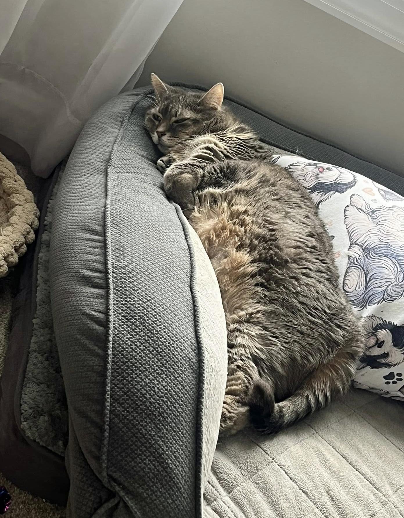 Enlarge Parker (m) & Luna (f) - Bonded Pair, a ADOPTABLE Domestic Short Hair in Morgantown, WV image 4/5