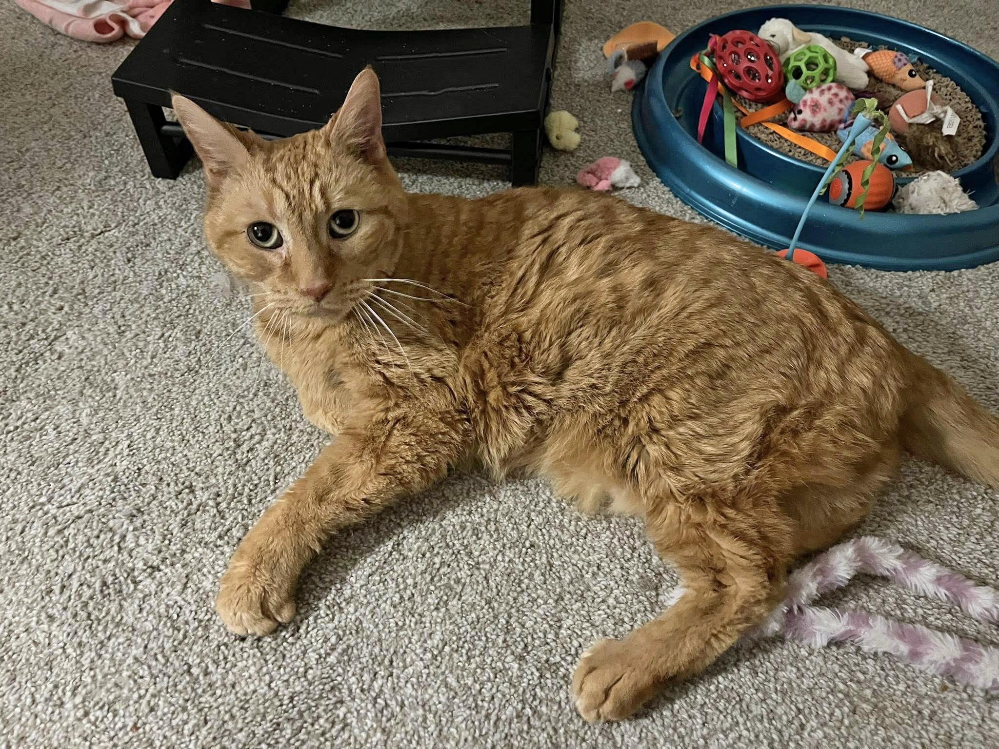 Enlarge Parker (m) & Luna (f) - Bonded Pair, a ADOPTABLE Domestic Short Hair in Morgantown, WV image 3/5