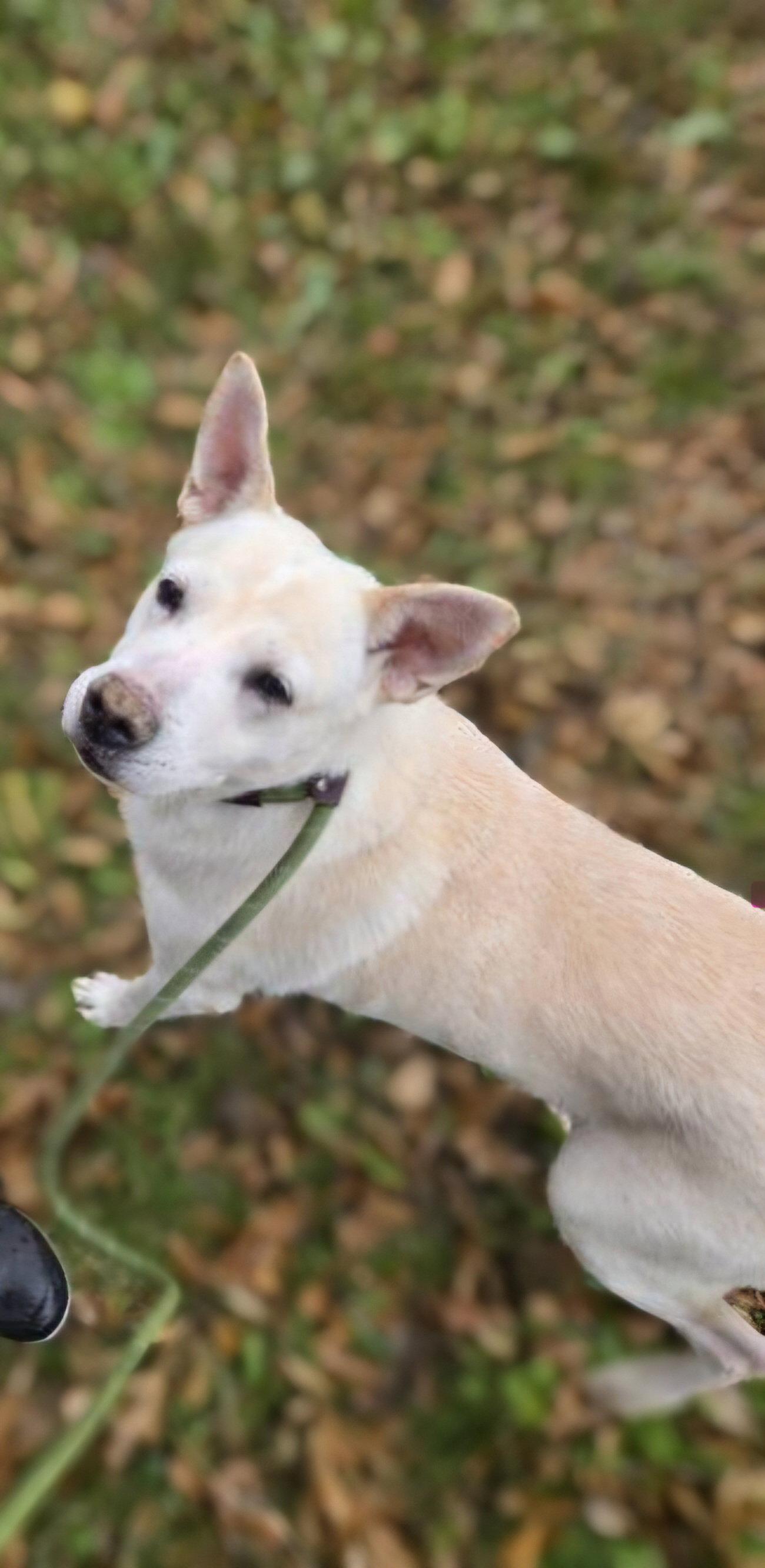 Apollo, a Adoptable mixed breed in Jackson, MS image 1/3