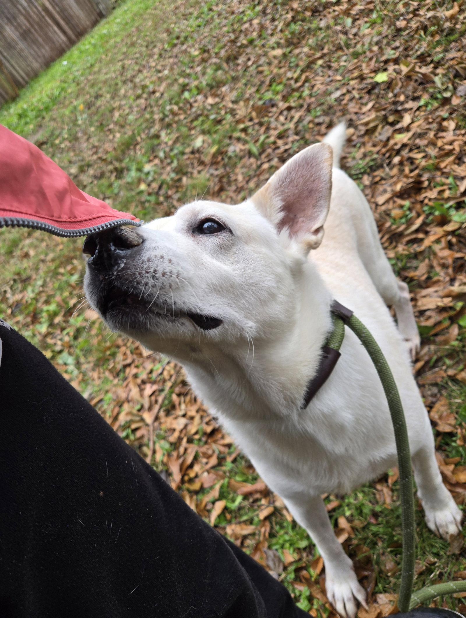 Apollo, a Adoptable mixed breed in Jackson, MS image 2/3