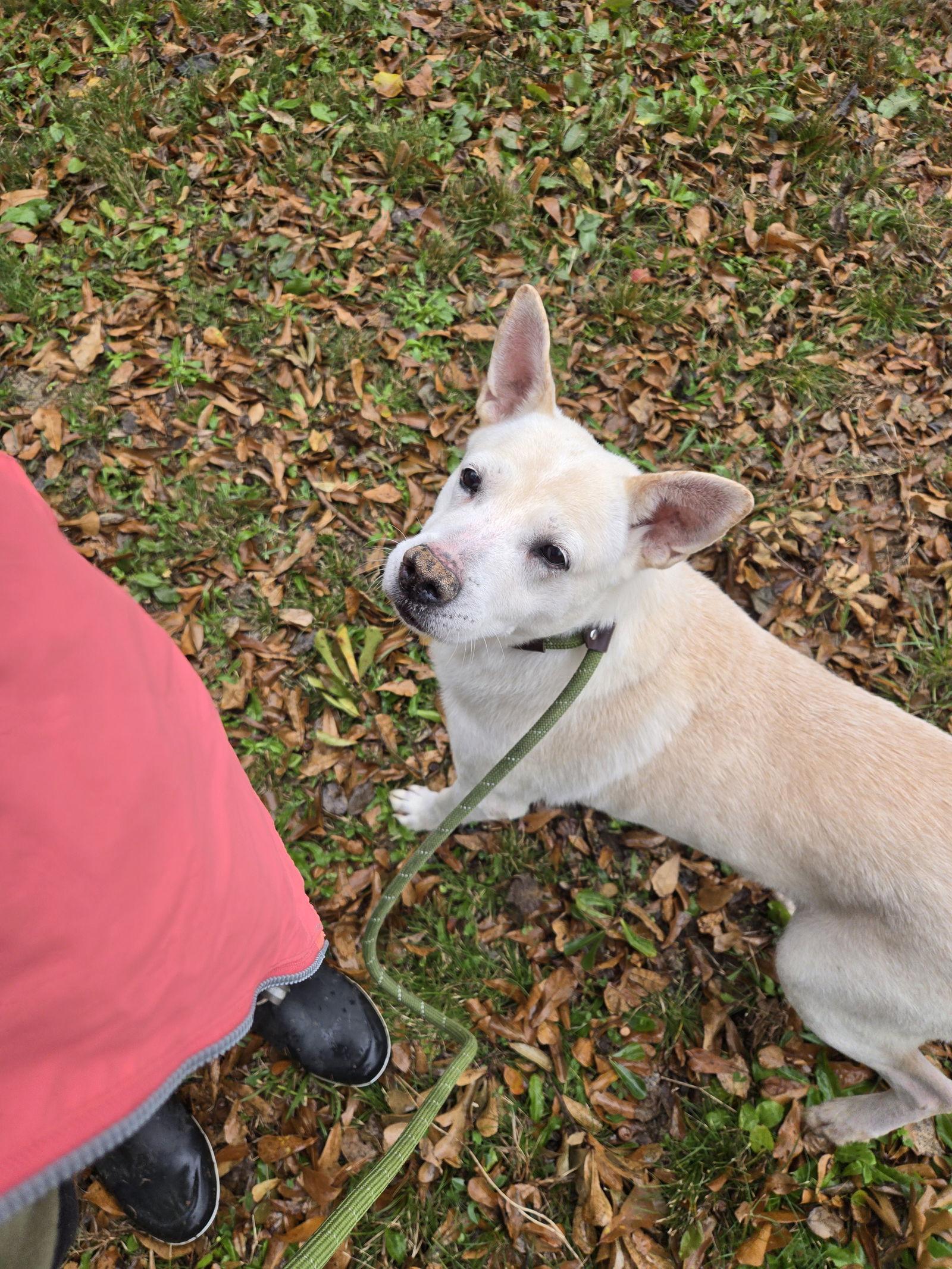 Apollo, a Adoptable mixed breed in Jackson, MS image 2/6
