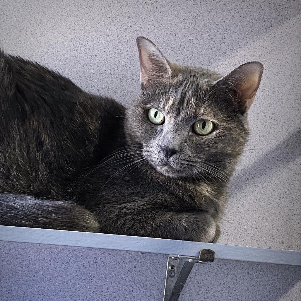 Savannah Slim, Adoptable, Senior Female Domestic Short Hair.
