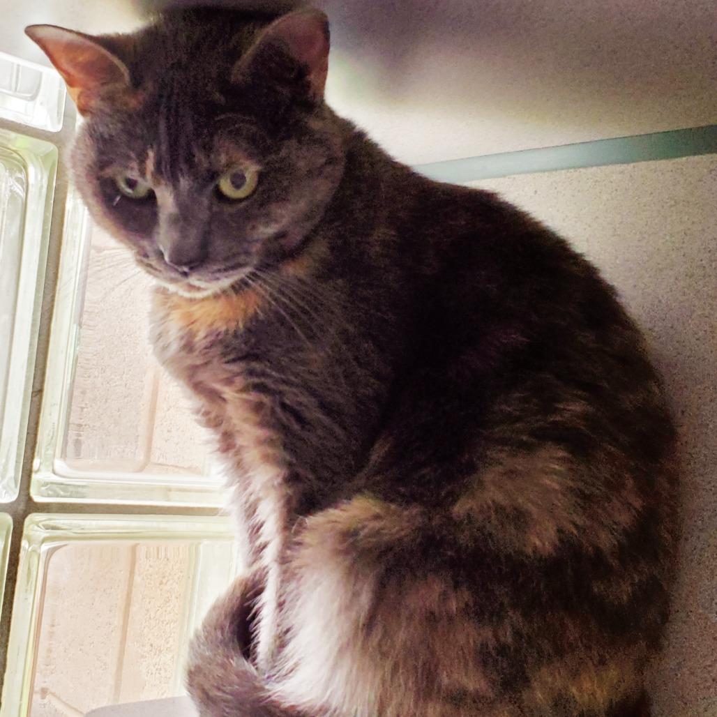 Savannah Slim, a Adoptable Domestic Short Hair in Huntsville, AL image 2/4