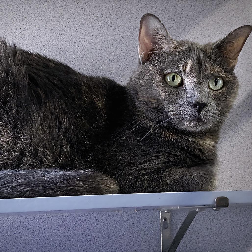 Savannah Slim, a Adoptable Domestic Short Hair in Huntsville, AL image 3/4