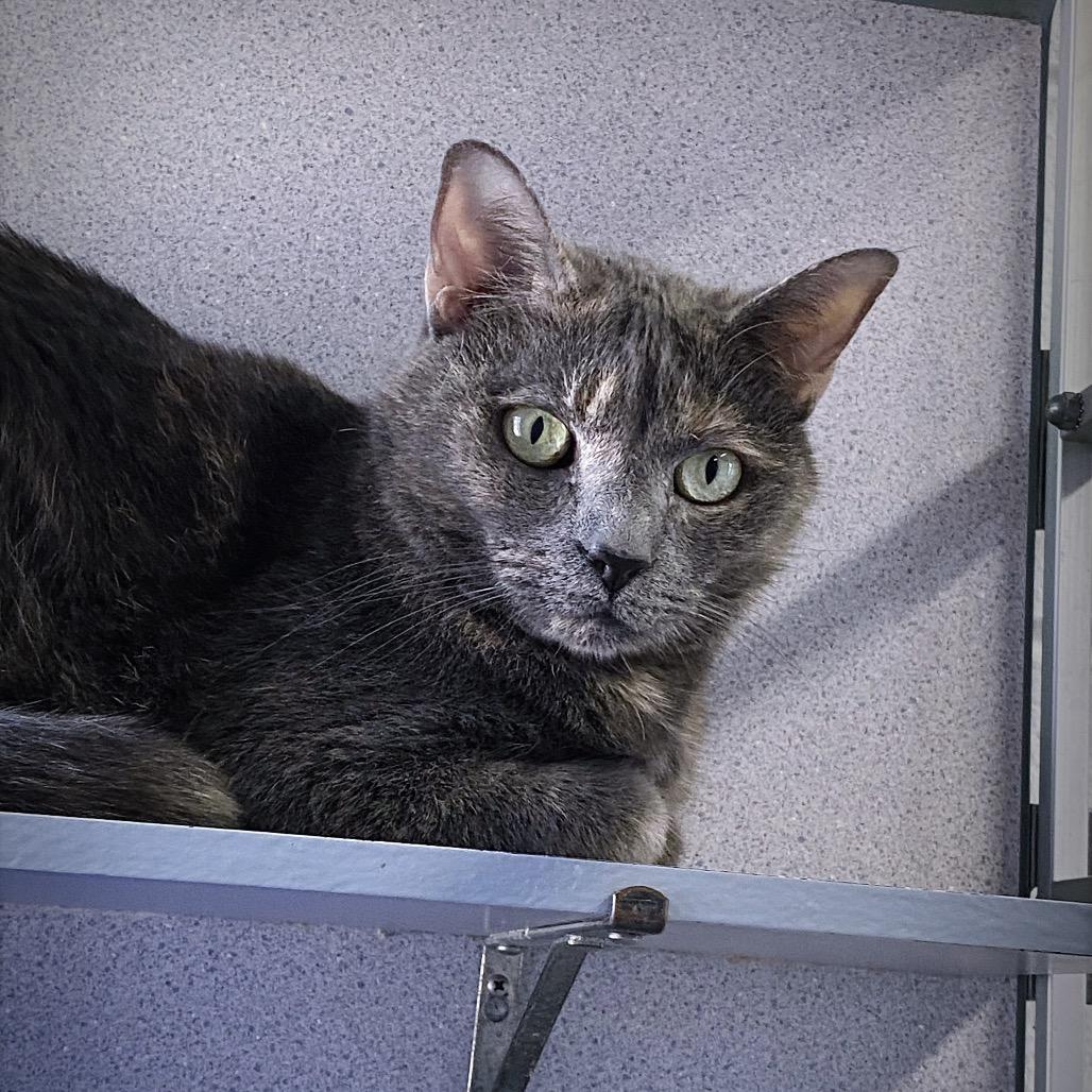 Savannah Slim, a Adoptable Domestic Short Hair in Huntsville, AL image 4/4