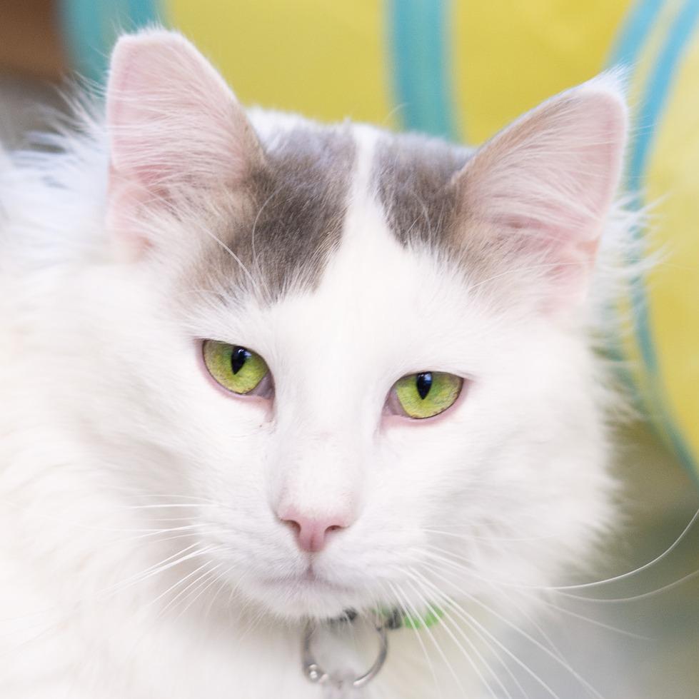 Whiskers, a Adoptable Domestic Medium Hair in Lakewood, CO image 1/3