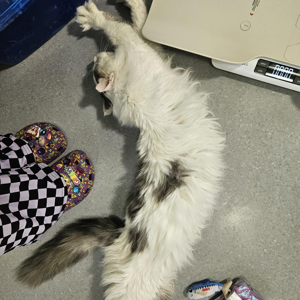 Whiskers, a Adoptable Domestic Medium Hair in Lakewood, CO image 2/3