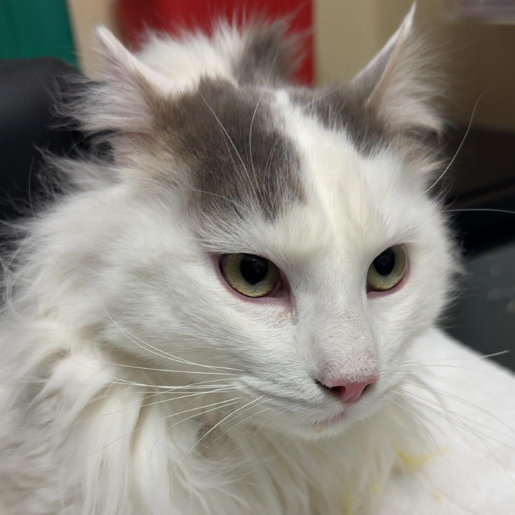 Whiskers, Adoptable, Adult Male Domestic Medium Hair.