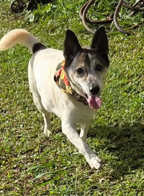 Enlarge Kea, a ADOPTABLE mixed breed in Kapaa, HI image 1/1