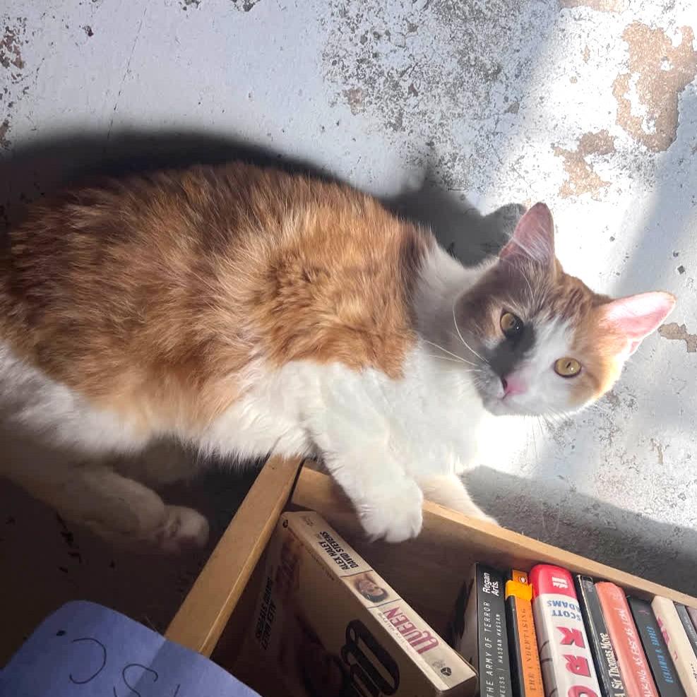 Enlarge Marmalade @ Fat Cat Books, a Adoptable Domestic Short Hair in Tallahassee, FL image 1/1