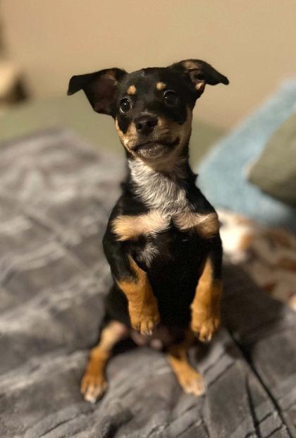 Stilinski, Adopted, Puppy Male Dachshund & Mixed Breed.