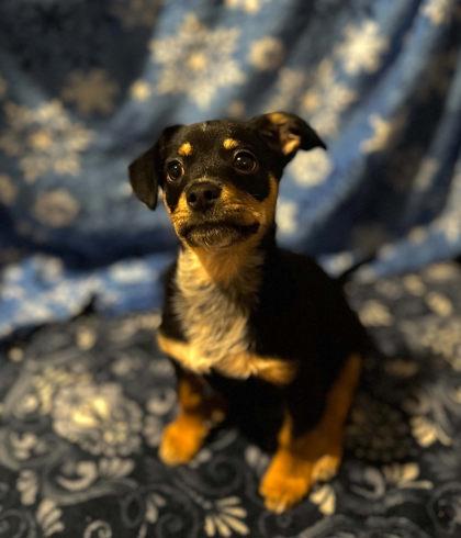 Enlarge Stilinski, a Adopted mixed breed in Visalia, CA image 2/3