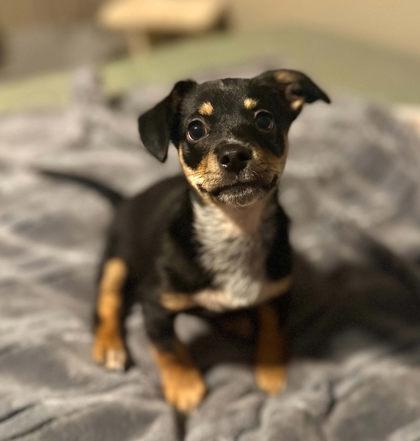 Enlarge Stilinski, a Adopted mixed breed in Visalia, CA image 3/3