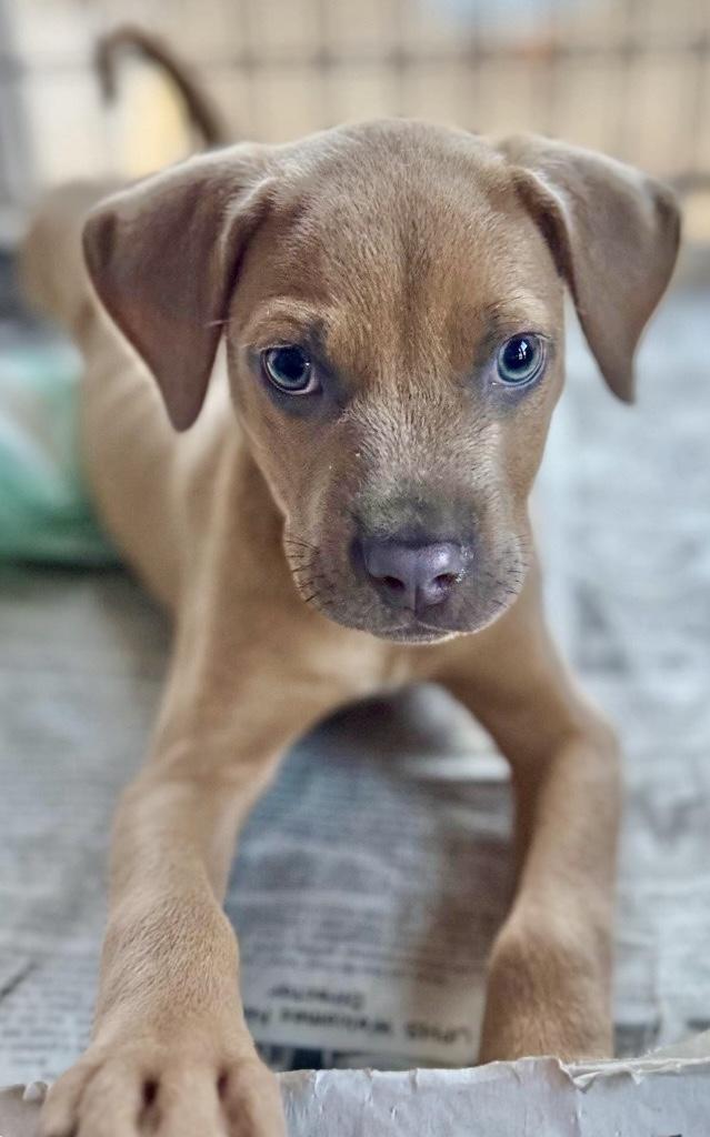 Meko Brown 2