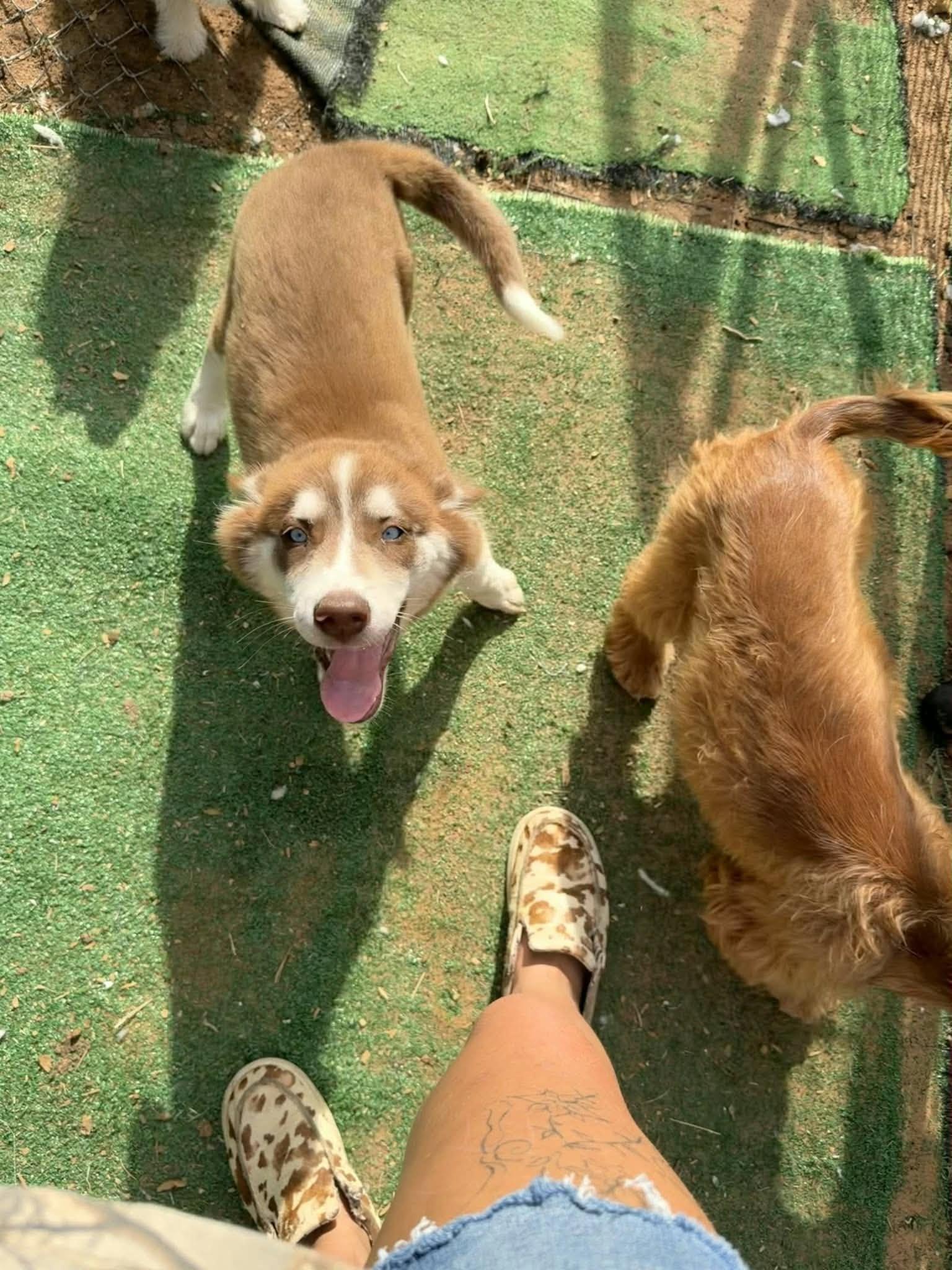 Chai, Adoptable, Puppy Male Husky.