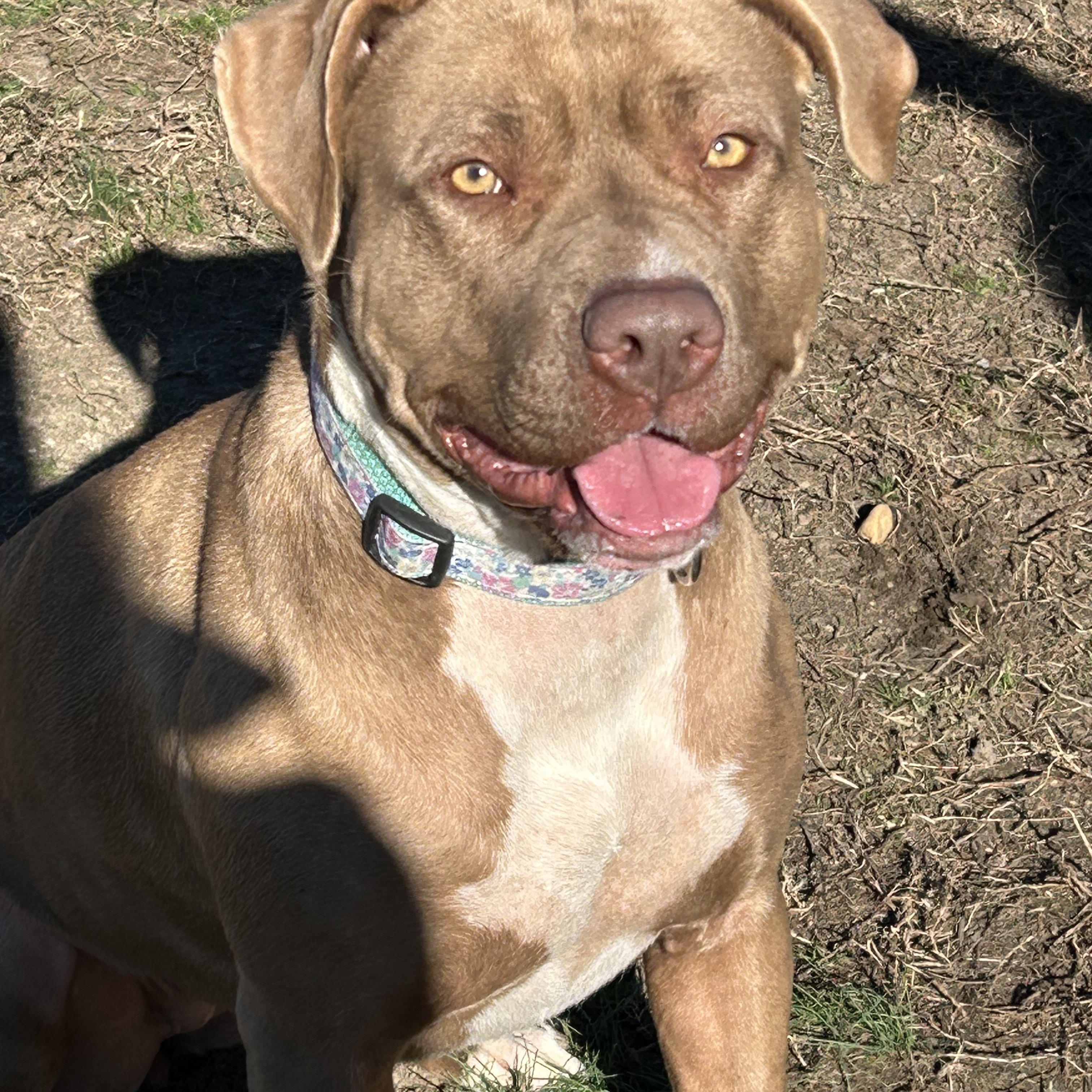 Enlarge Butter, a Adoptable American Staffordshire Terrier in Charles City, VA image 1/4