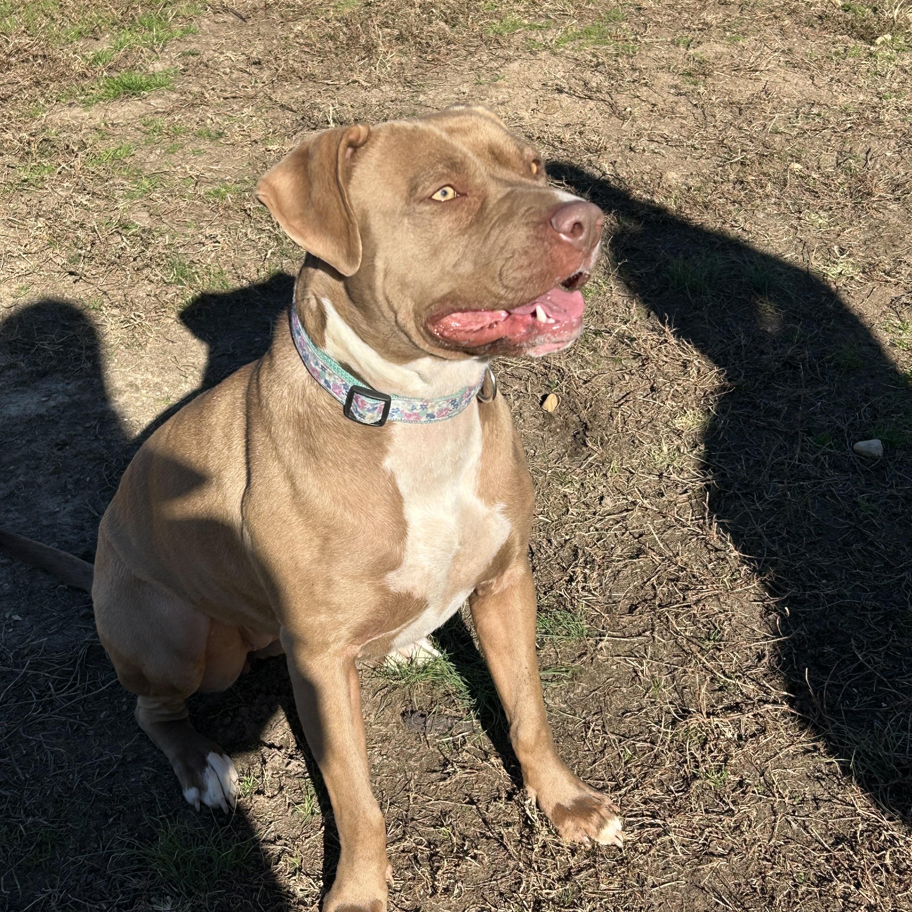 Enlarge Butter, a Adoptable American Staffordshire Terrier in Charles City, VA image 2/4
