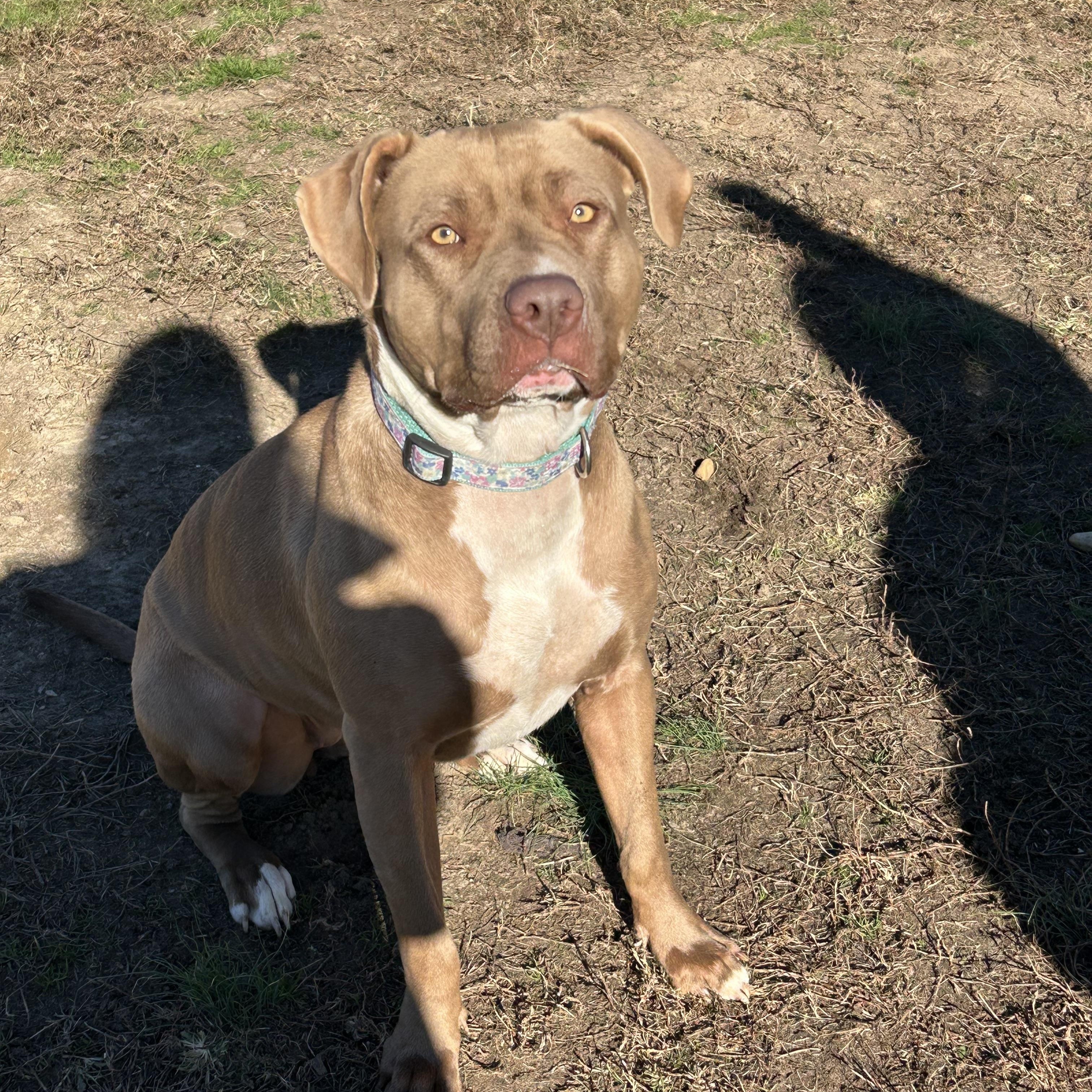 Enlarge Butter, a Adoptable American Staffordshire Terrier in Charles City, VA image 3/4