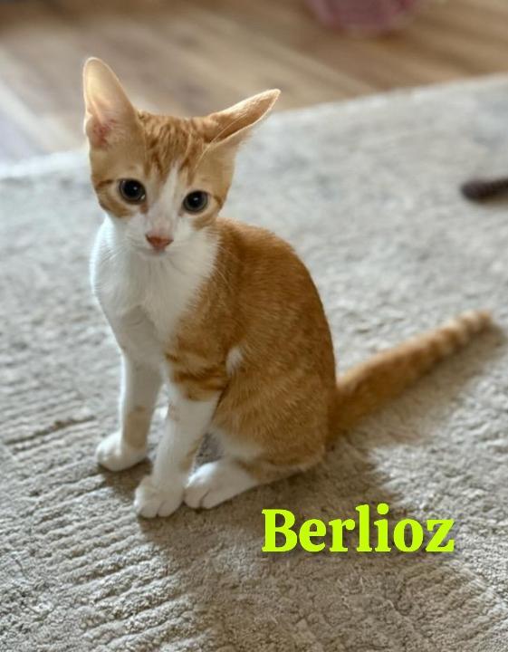 Berloiz
