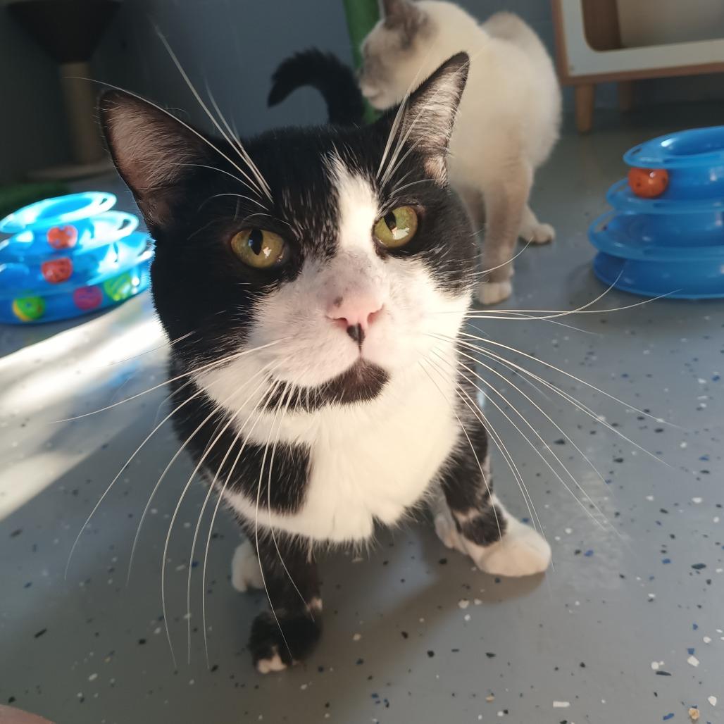 Oreo, Adoptable, Adult Male Domestic Short Hair.