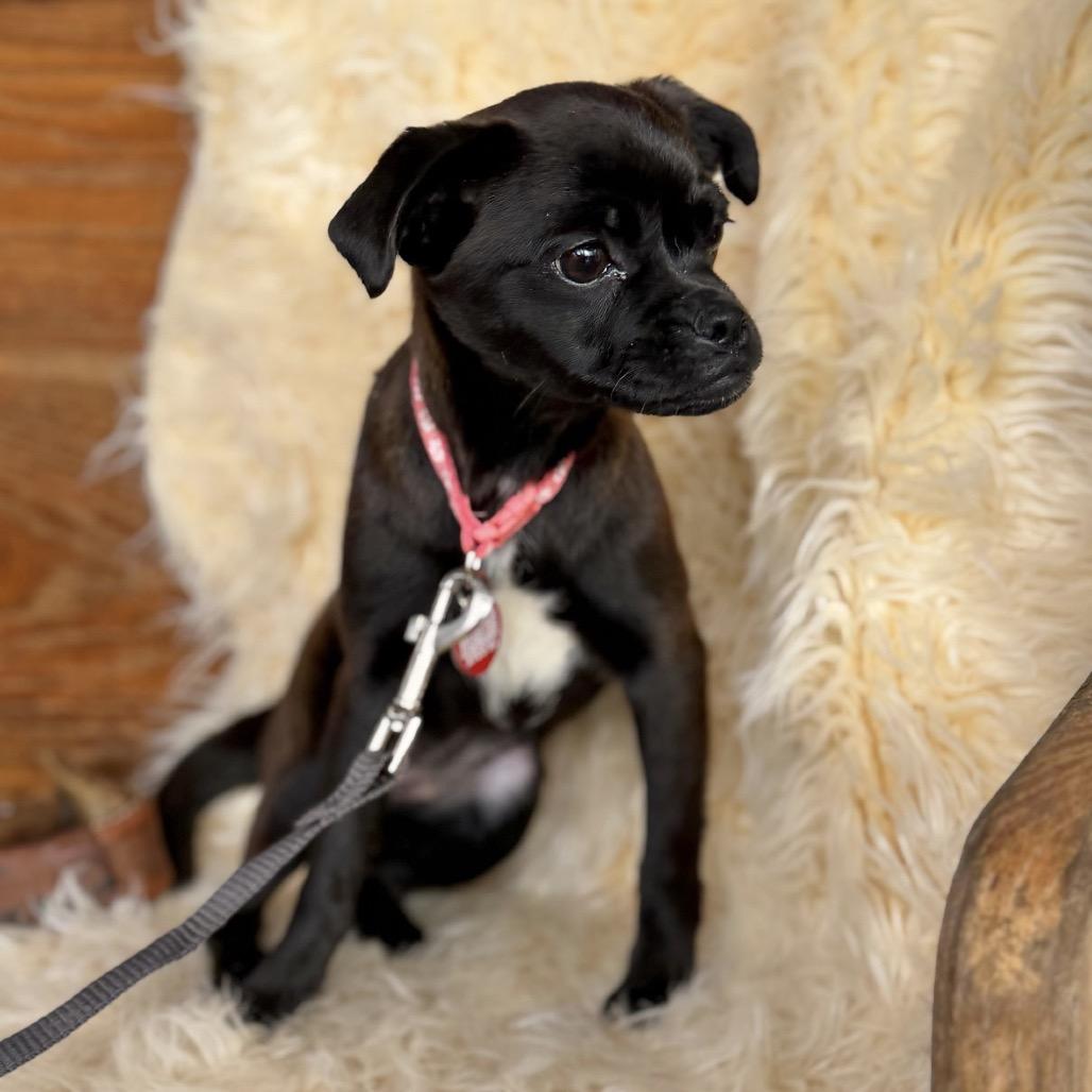 Enlarge DOODLE, a Adoptable mixed breed in Atco, NJ image 1/6