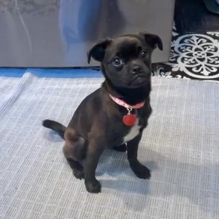 Enlarge DOODLE, a Adoptable mixed breed in Atco, NJ image 2/6