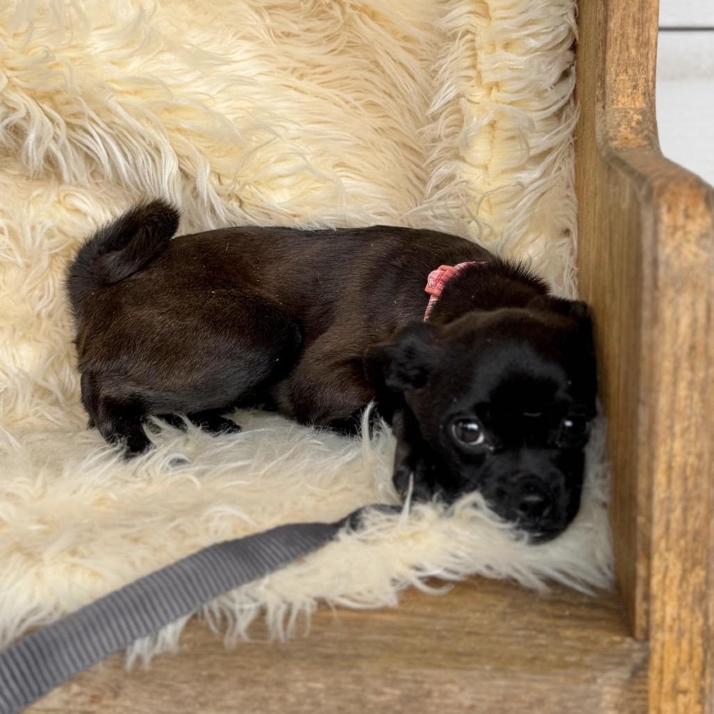 Enlarge DOODLE, a Adoptable mixed breed in Atco, NJ image 3/6