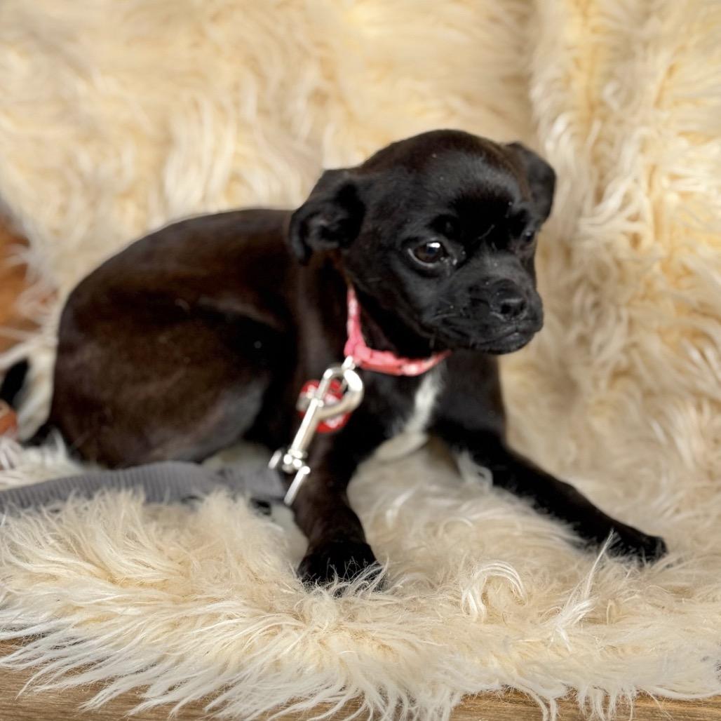 Enlarge DOODLE, a Adoptable mixed breed in Atco, NJ image 4/6