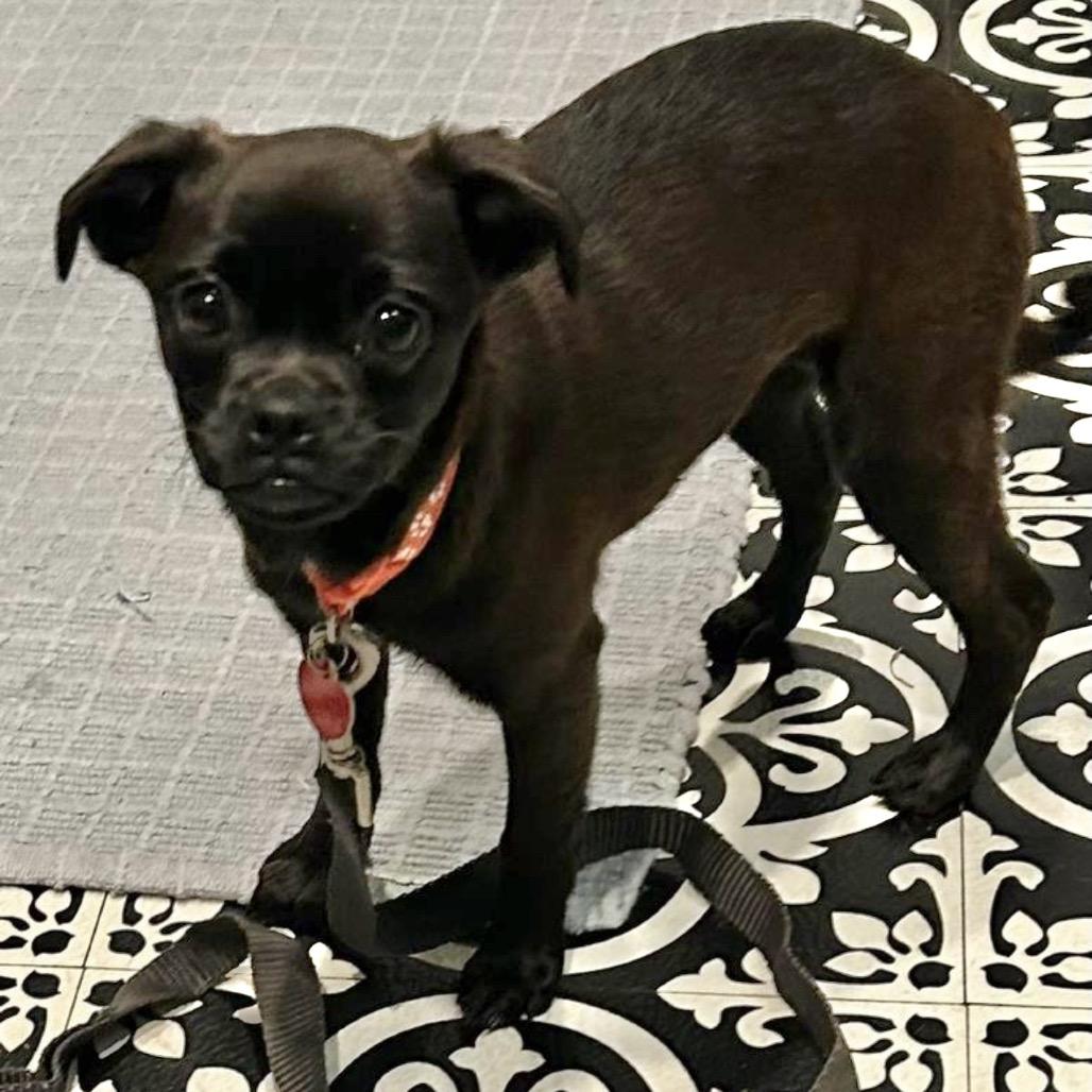 Enlarge DOODLE, a Adoptable mixed breed in Atco, NJ image 5/6