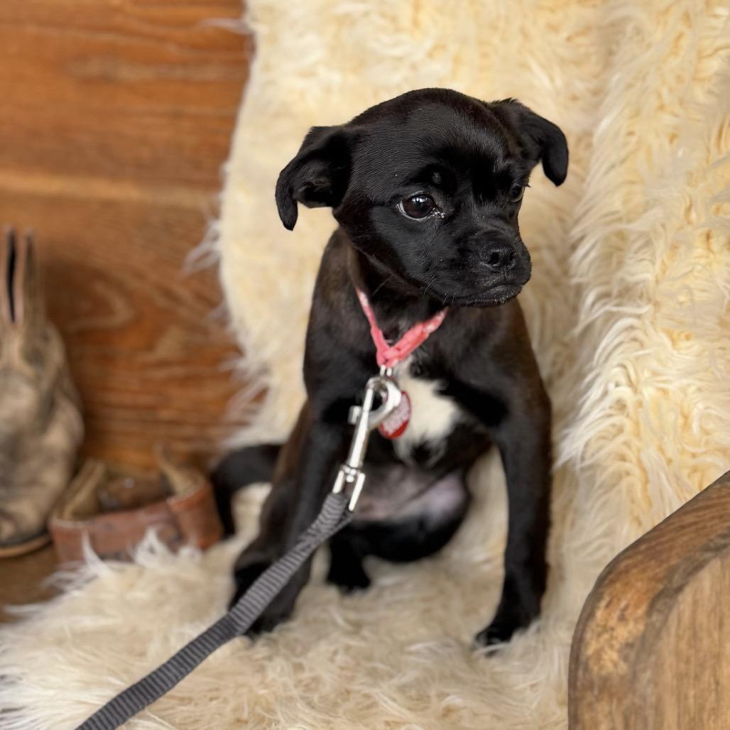 Enlarge DOODLE, a Adoptable mixed breed in Atco, NJ image 6/6