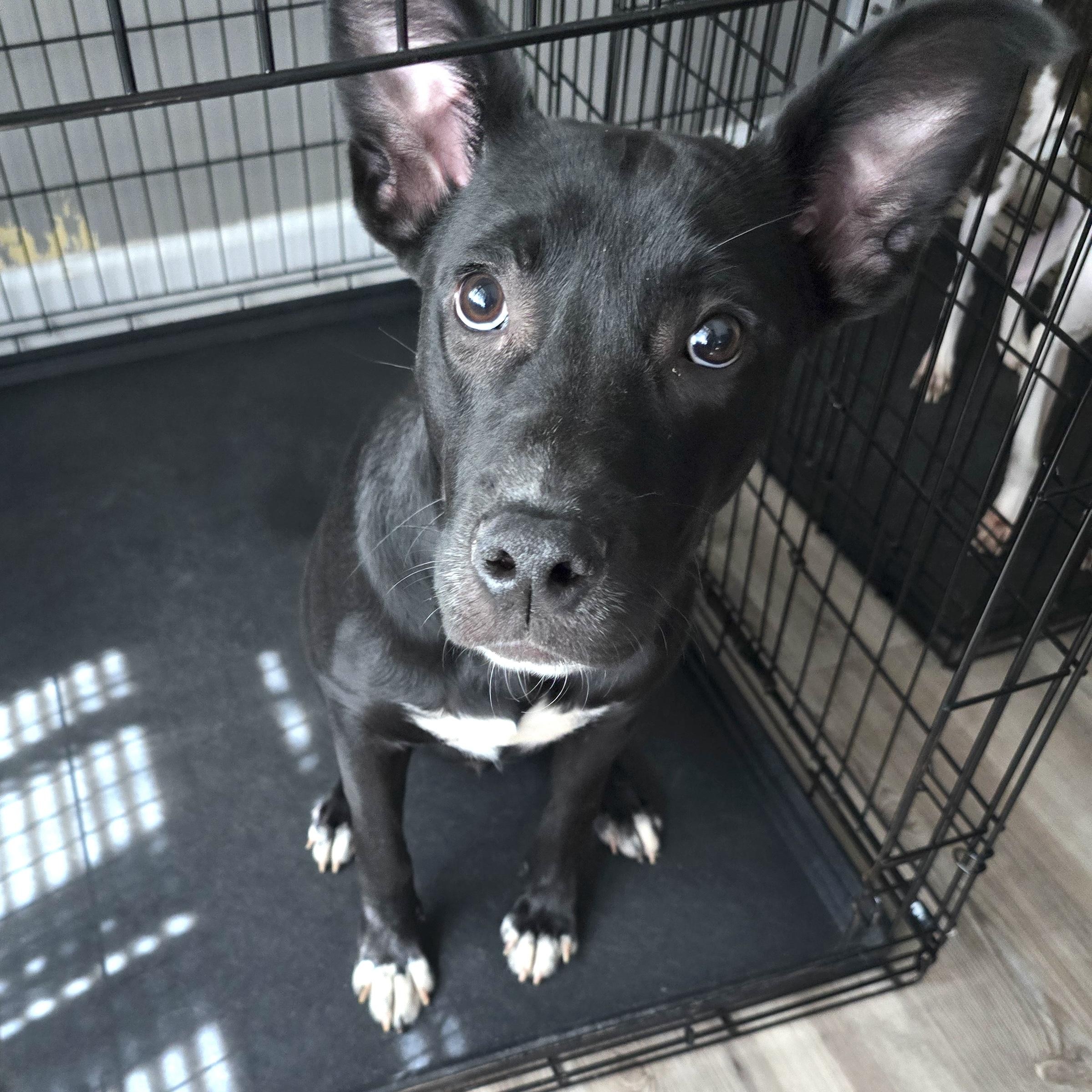 ~Courtesy ~ Gunner, Adoptable, Young Male Labrador Retriever.