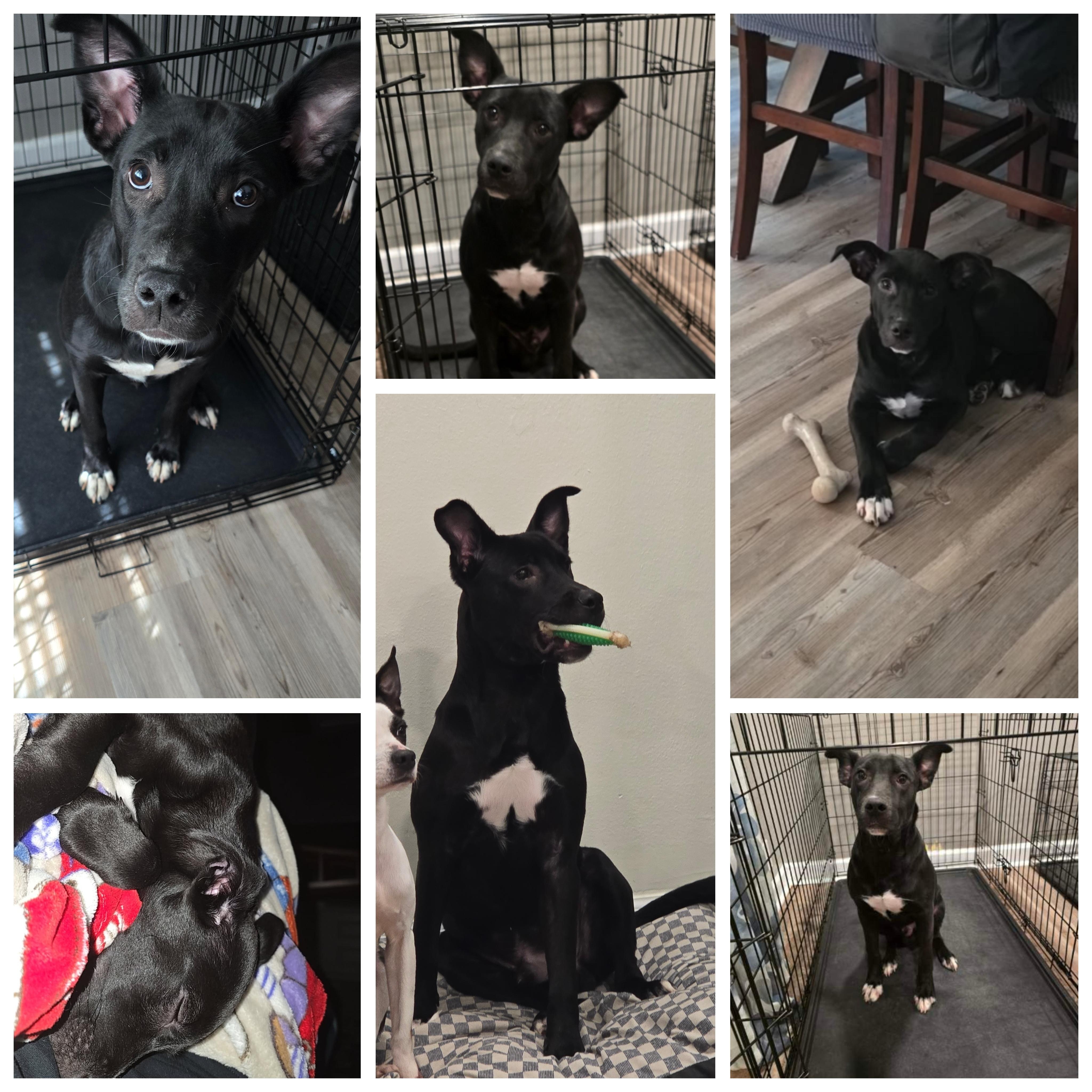 Enlarge ~Courtesy ~ Gunner, a Adoptable mixed breed in Mobile, AL image 2/2