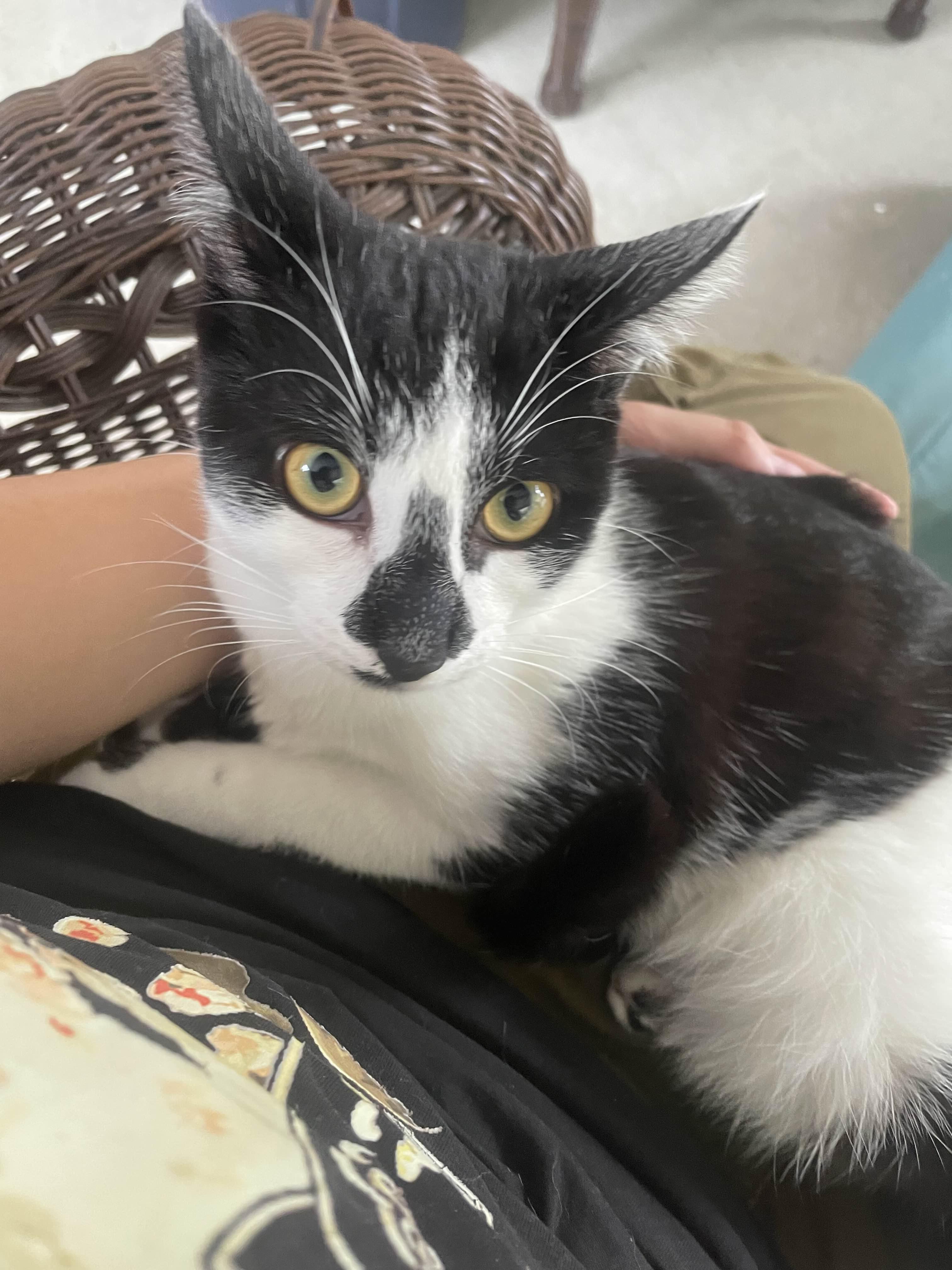 Sardine, ADOPTABLE, Young Male Domestic Short Hair.