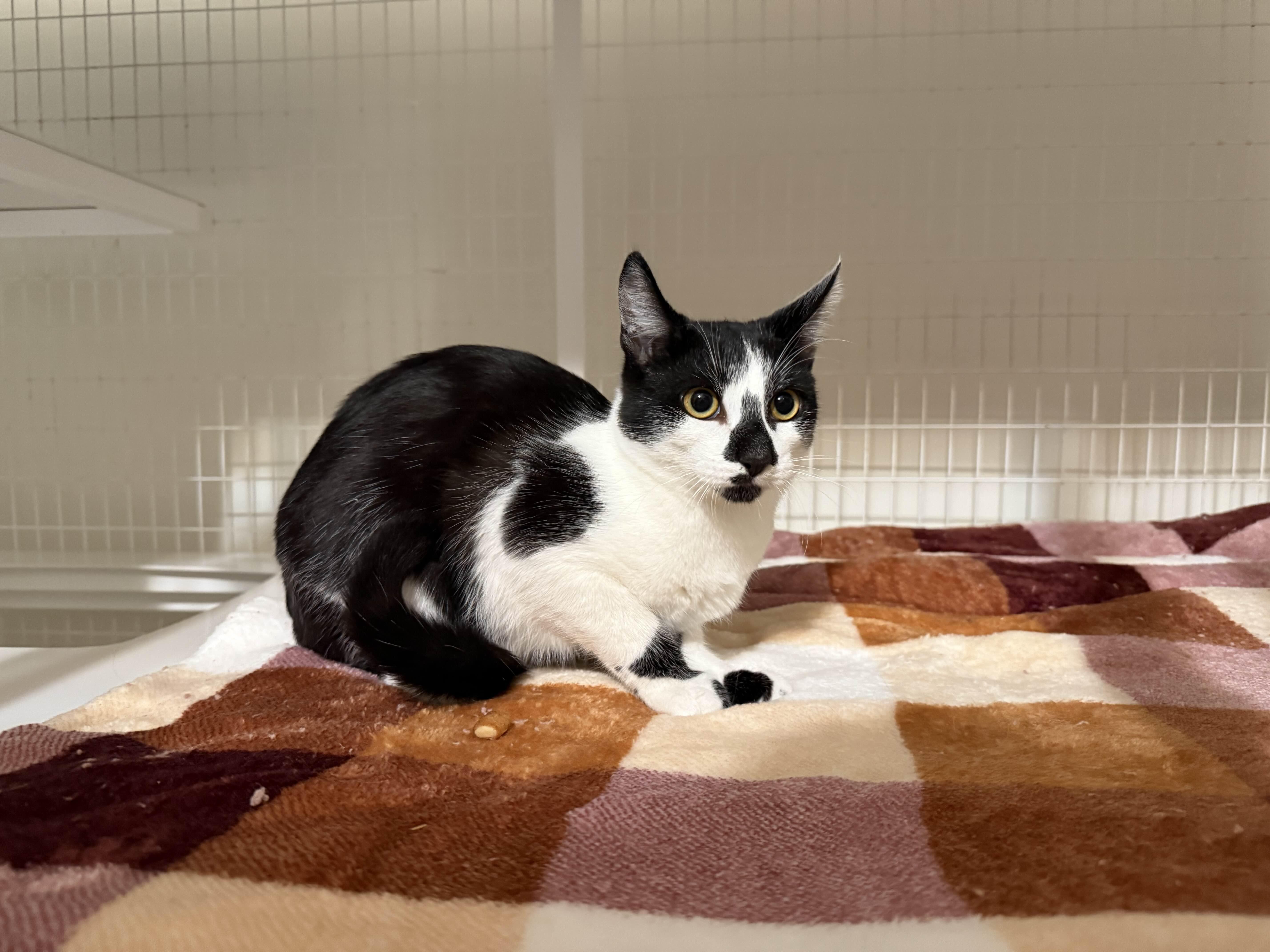 Enlarge Sardine, a ADOPTABLE Domestic Short Hair in San Luis Obispo, CA image 2/2