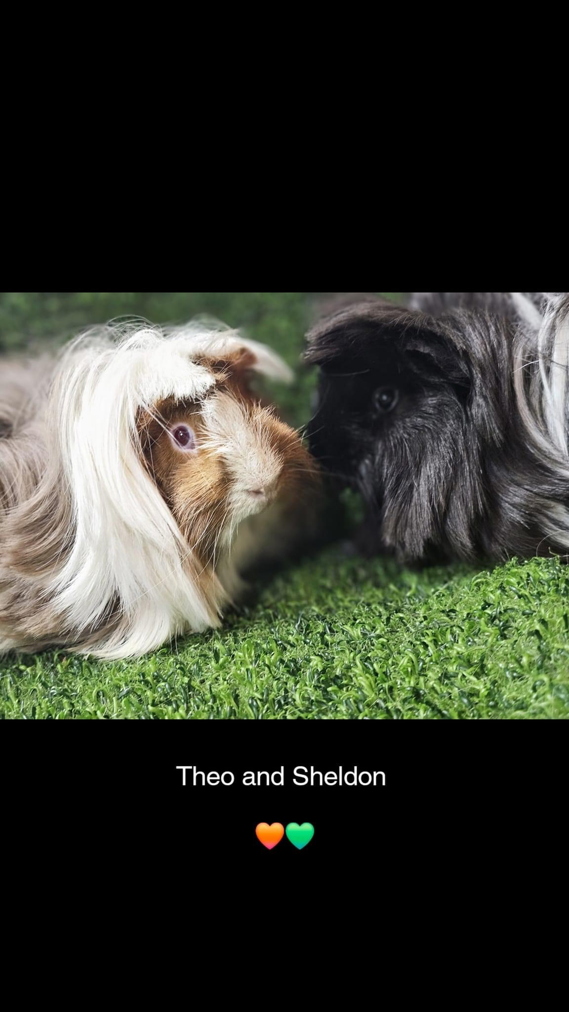 Peanut, Sheldon & Theo photo 2