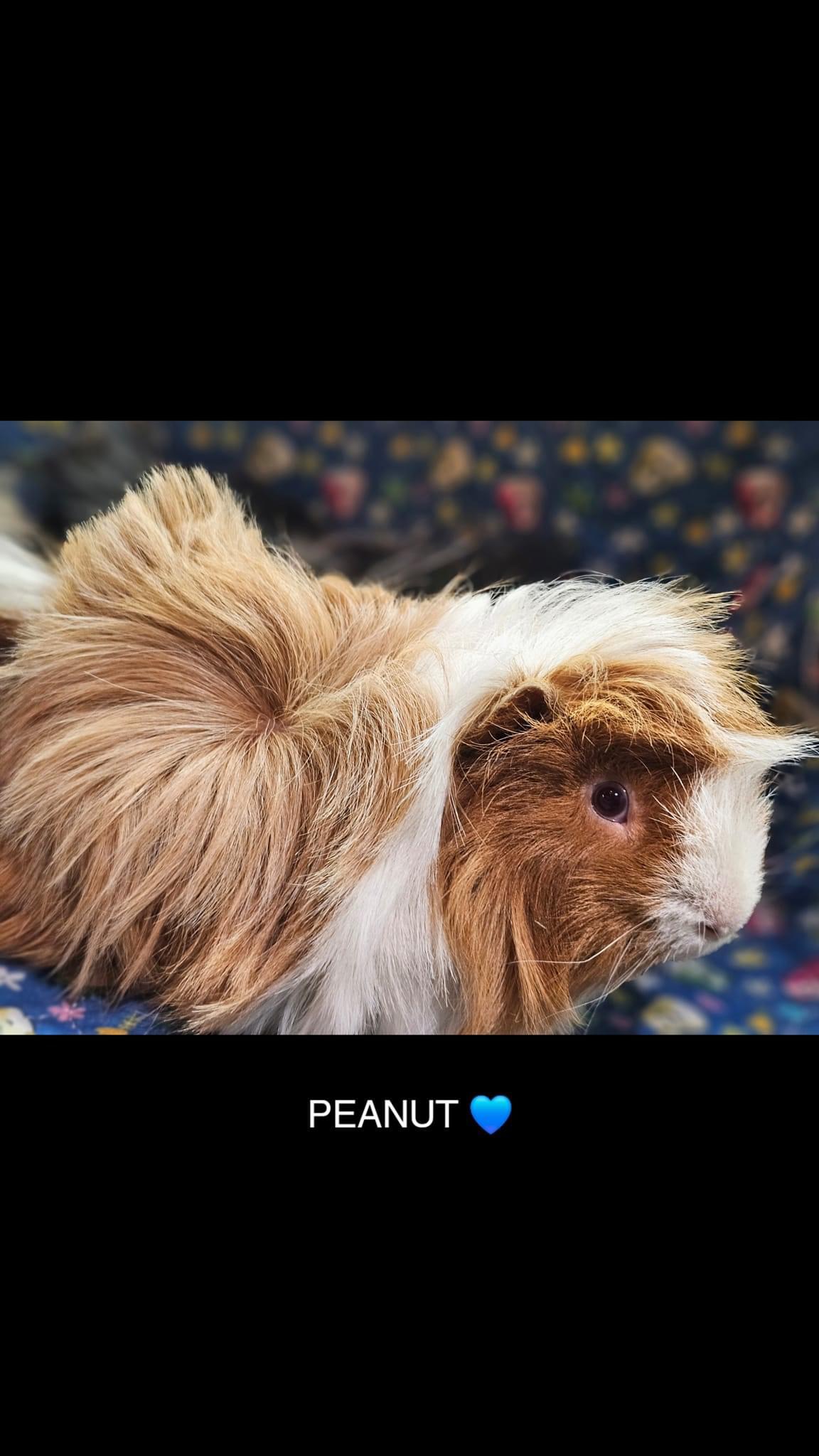 Peanut, Sheldon & Theo photo 3