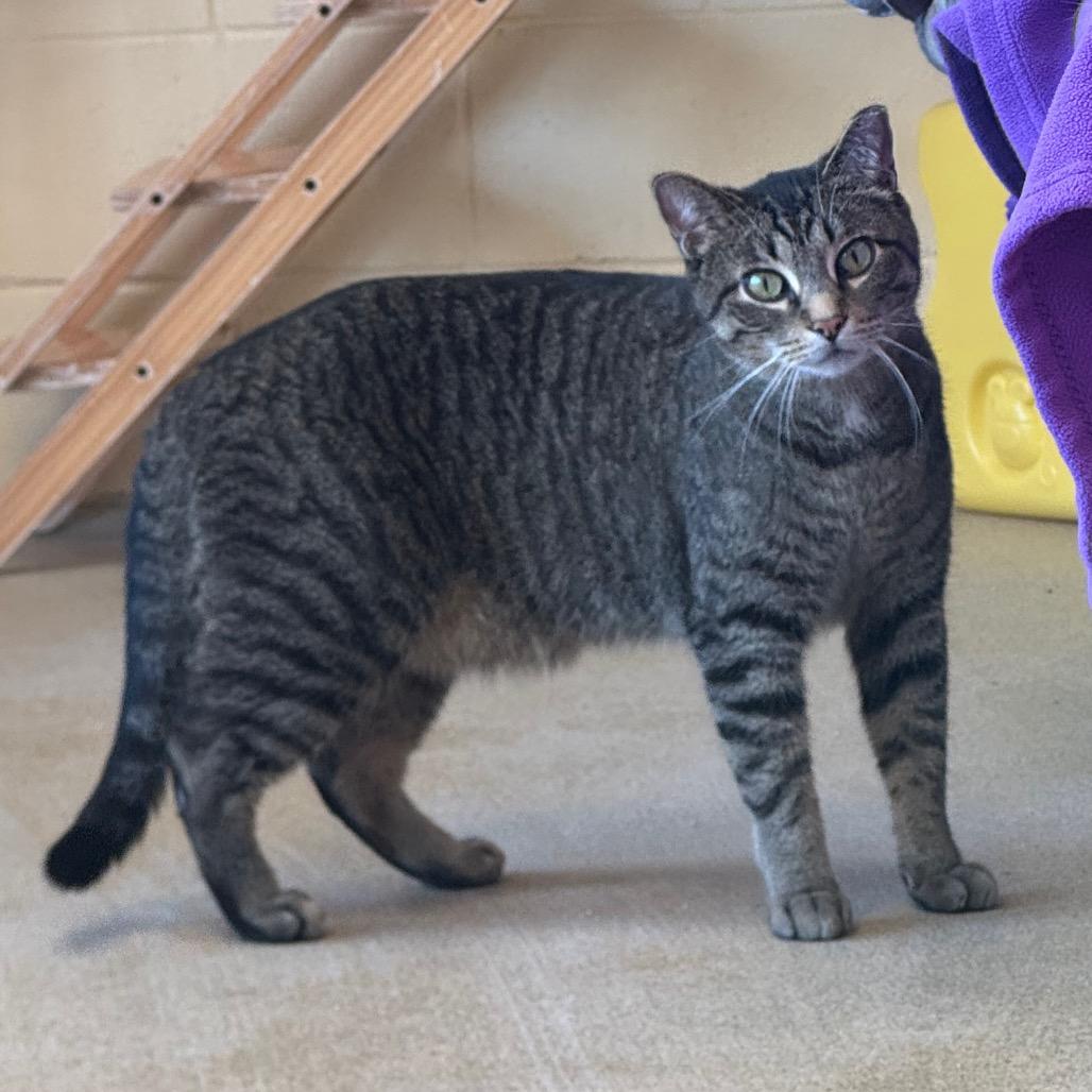 Carmelo, a Adoptable Domestic Short Hair in Waukesha, WI image 1/2