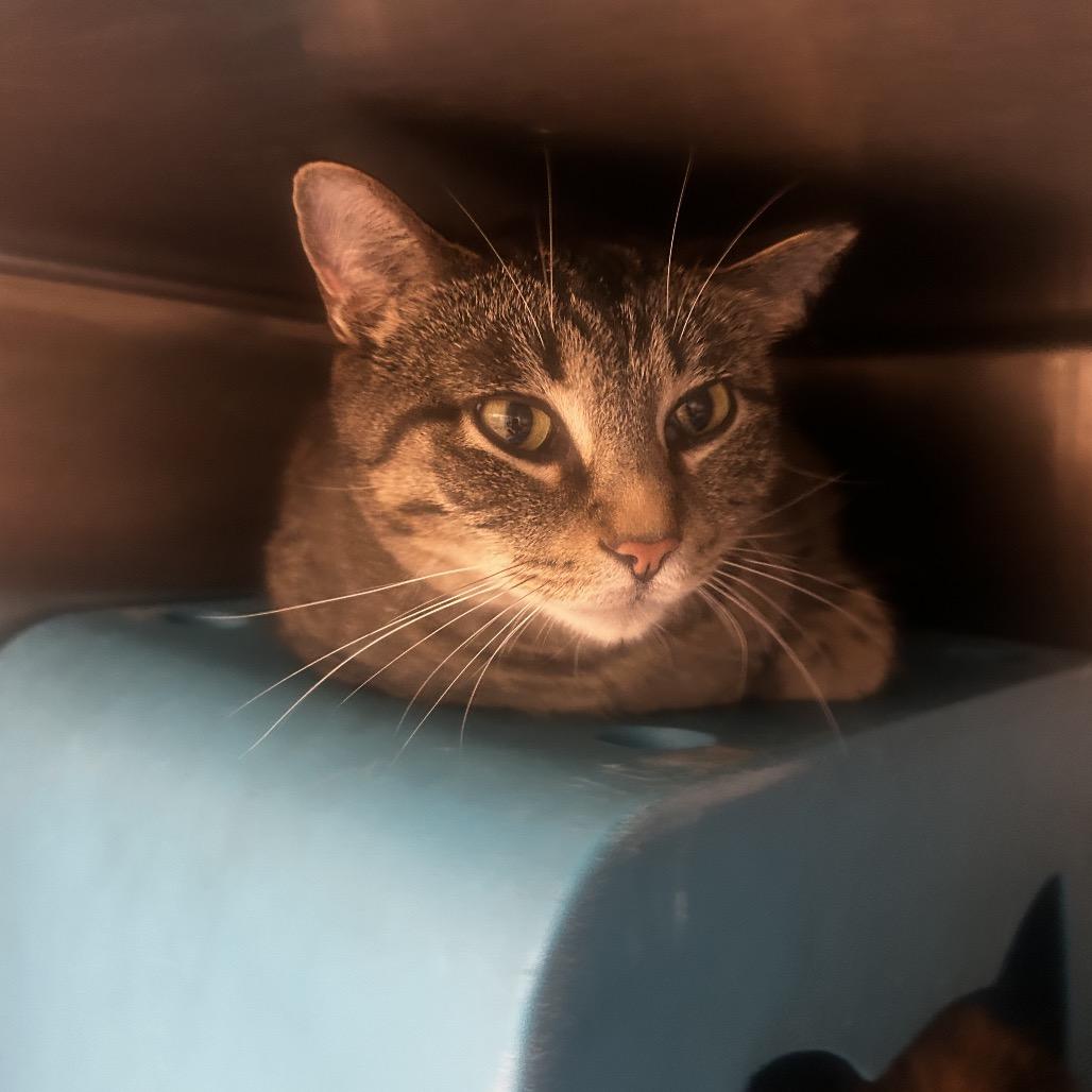 Carmelo, a Adoptable Domestic Short Hair in Waukesha, WI image 2/2