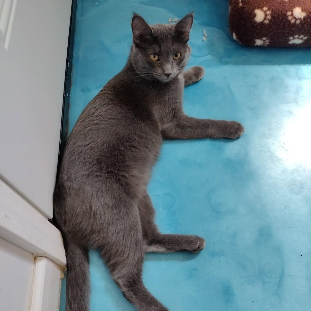 Enlarge Astrid, a Adoptable mixed breed in Prescott, AZ image 2/3