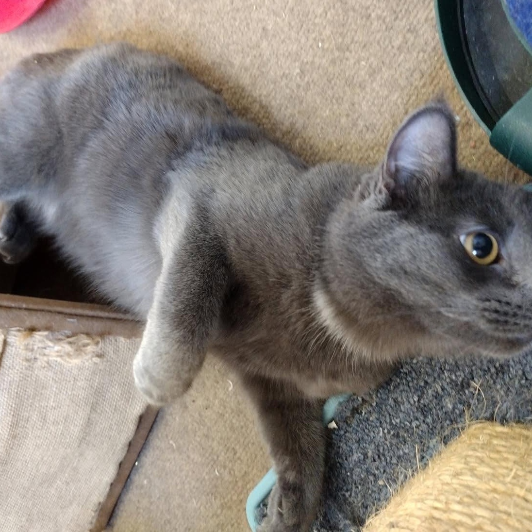 Enlarge Astrid, a Adoptable mixed breed in Prescott, AZ image 3/3