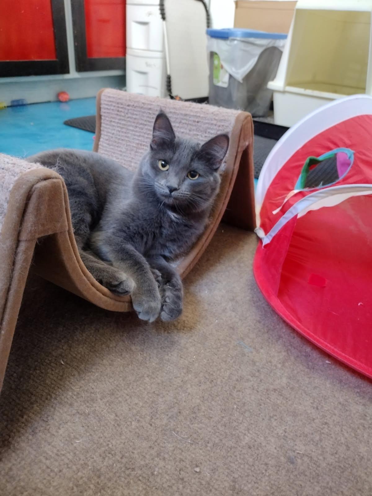 Astrid, Adoptable, Young Female Domestic Short Hair.