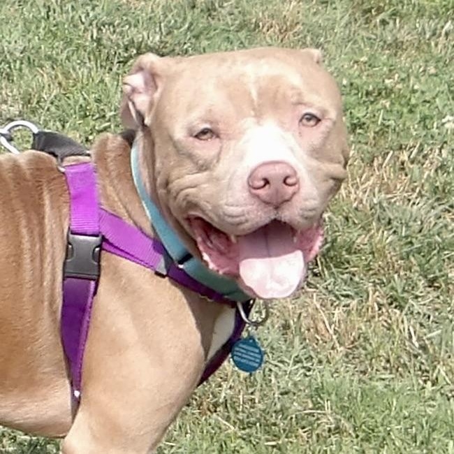 July, ADOPTABLE, Young Male Pit Bull Terrier.