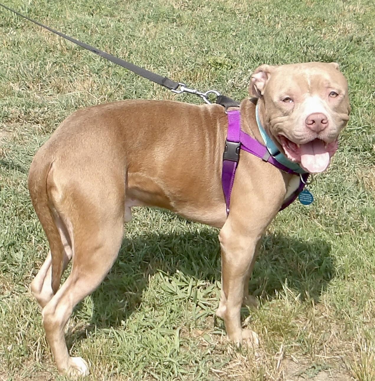 Enlarge July, a ADOPTABLE Pit Bull Terrier in Gloucester, VA image 2/2
