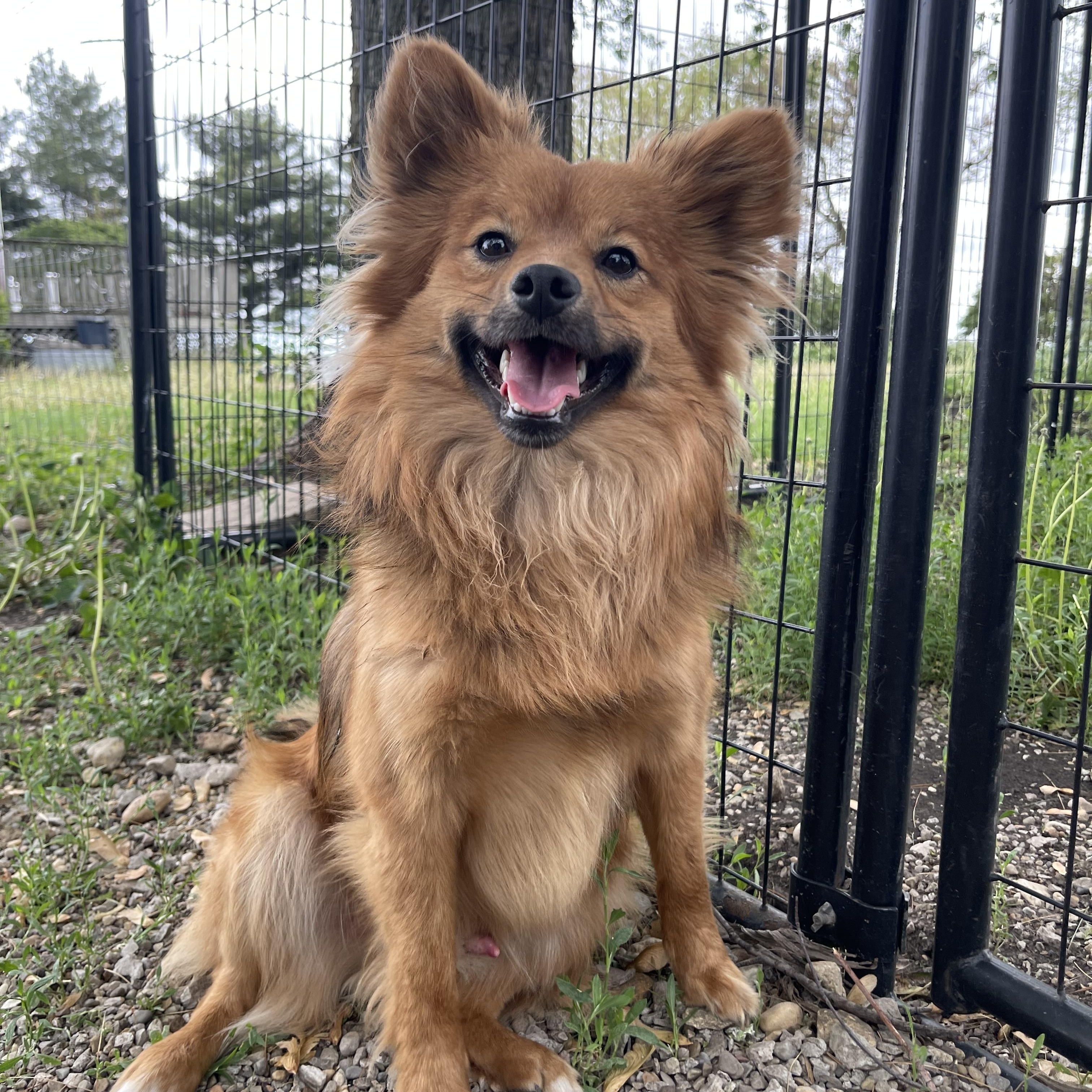 Enlarge Grizzly Bear, a Adopted mixed breed in Bourbonnais, IL image 1/5