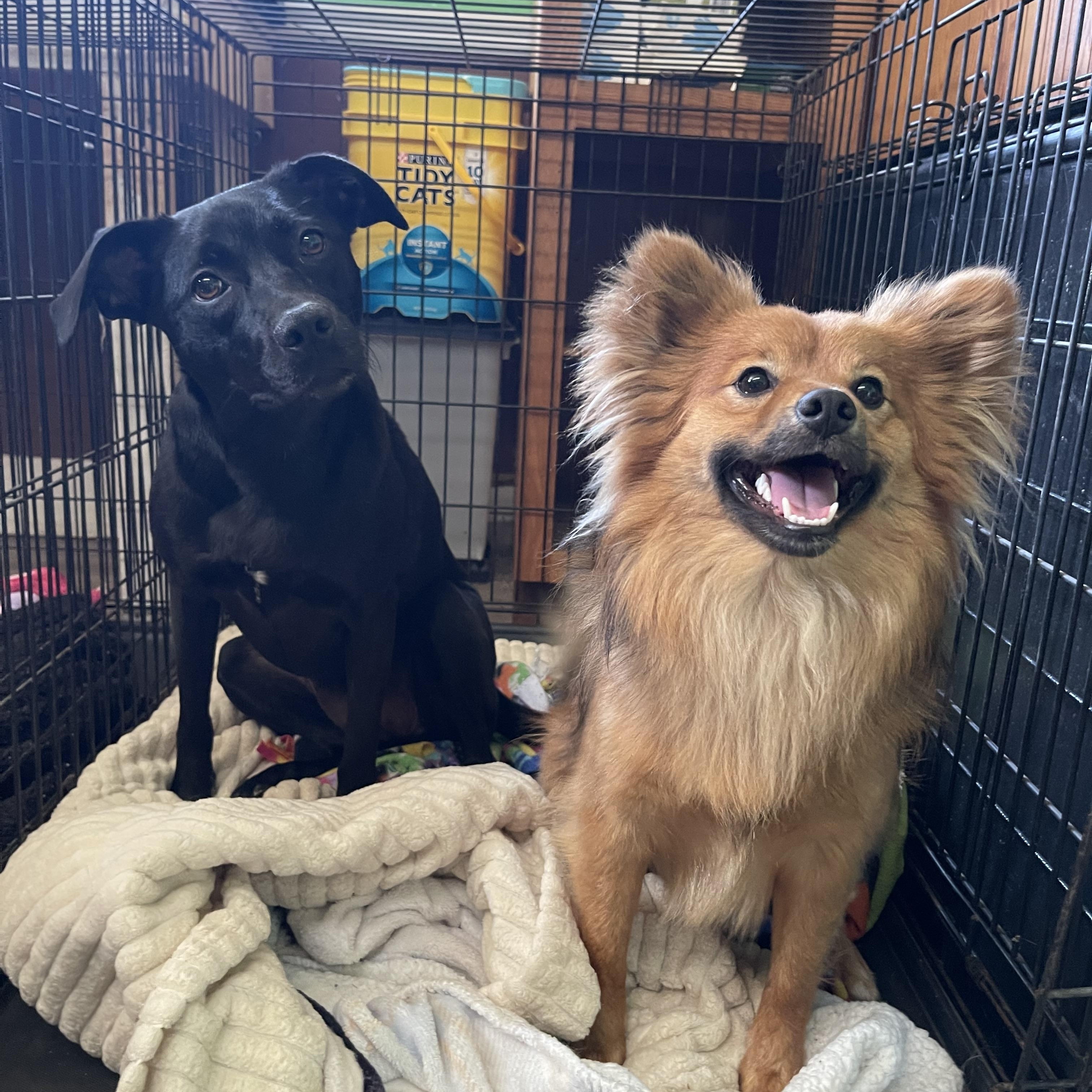 Enlarge Grizzly Bear, a Adopted mixed breed in Bourbonnais, IL image 2/5