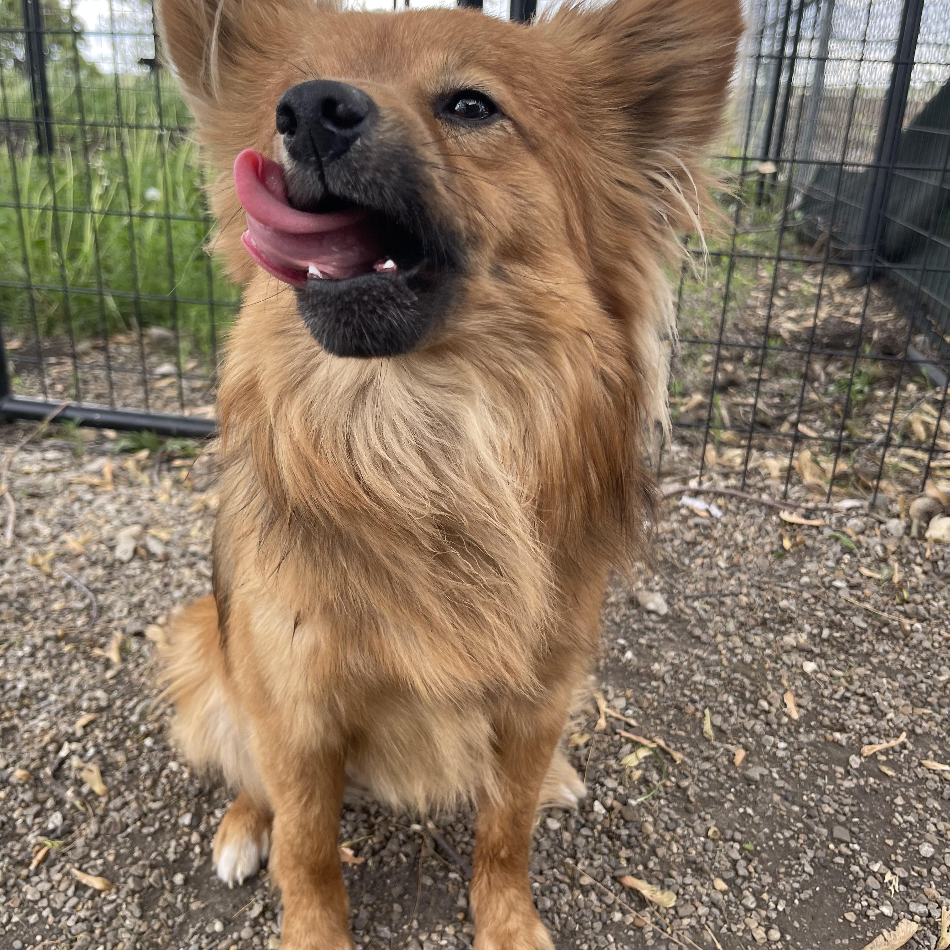 Enlarge Grizzly Bear, a Adopted mixed breed in Bourbonnais, IL image 3/5