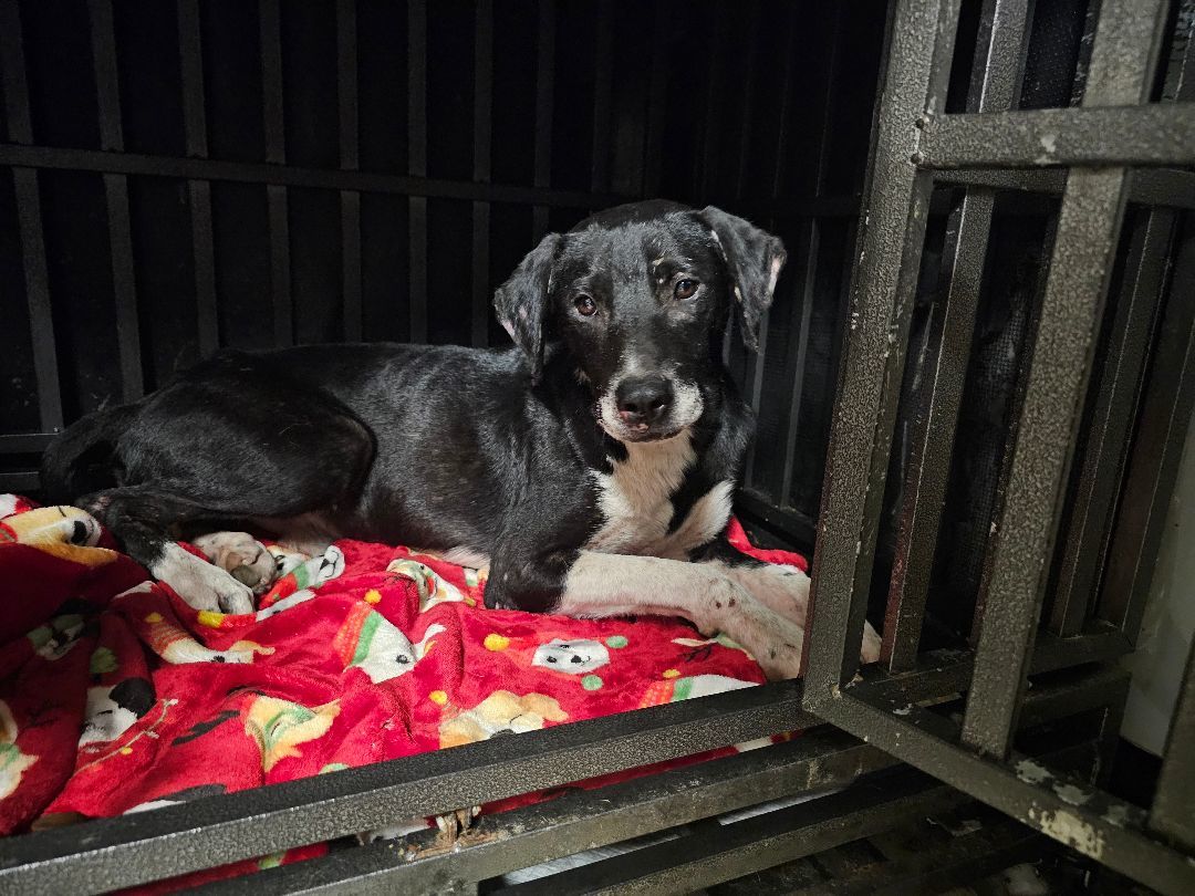 Enlarge SOL, a Adoptable mixed breed in TULSA, OK image 1/6