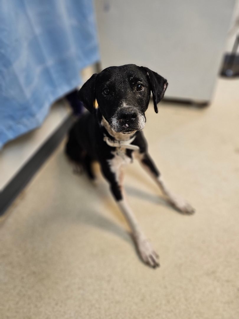 Enlarge SOL, a Adoptable mixed breed in TULSA, OK image 2/6