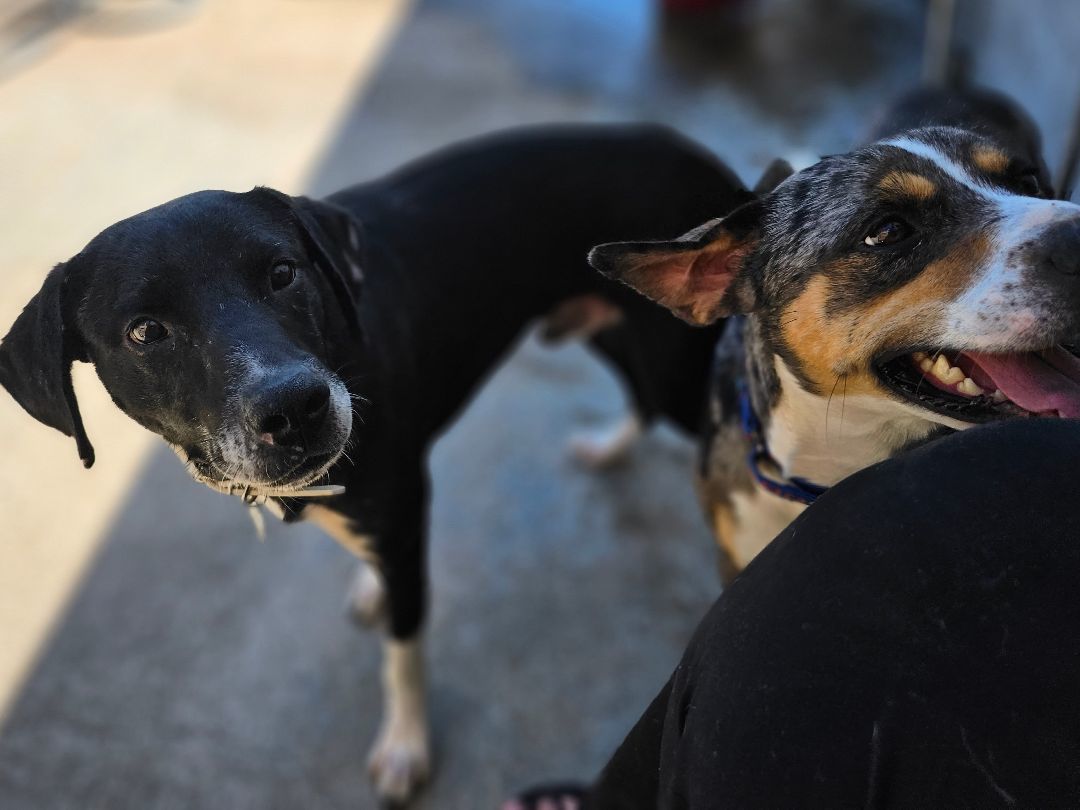 Enlarge SOL, a Adoptable mixed breed in TULSA, OK image 3/6